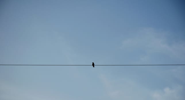 Bird on electric pole against clear sky background. simply composition.