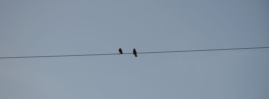 Two birds on electric pole against clear sky background. simply composition.