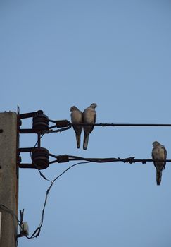 Three Dove bird on power line against clear sky background.