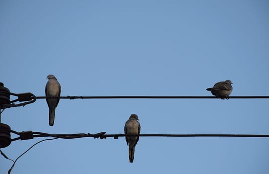 Three Dove bird on power line against clear sky background.