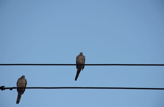 Two Dove birds on electric pole against clear sky background. simply composition.