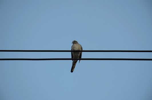 Dove bird on power line against clear sky background.