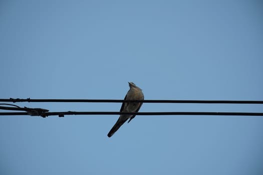Dove bird on power line against clear sky background.