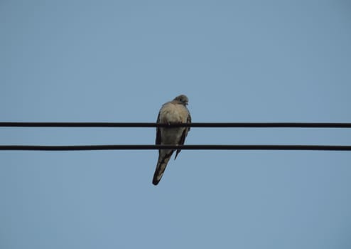 Dove bird on power line against clear sky background.