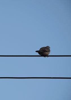 Three Dove bird on power line against clear sky background.