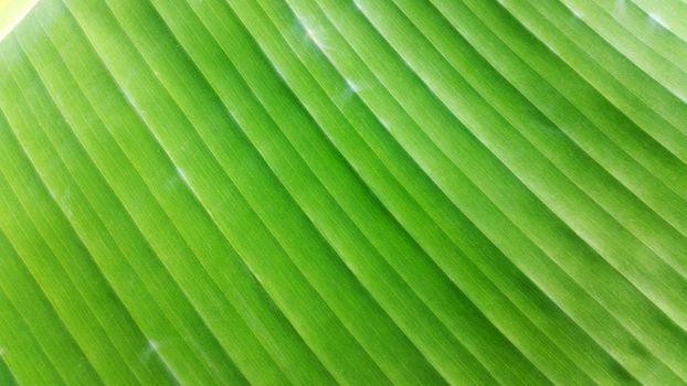 Closed up banana leaf - material for thai vintage food packaging