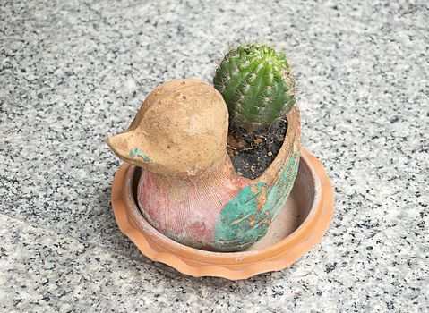Cactus in duck animal pot.