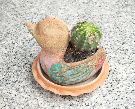 Cactus in duck animal pot.