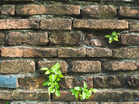 grass on old brick wall background.