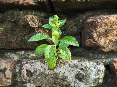 grass on old brick wall background.