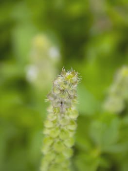 Lemon basil flowers on nature background.