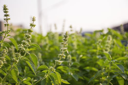 Lemon basil flowers on nature background.