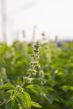 Lemon basil flowers on nature background.