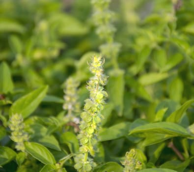 Lemon basil flowers on nature background.