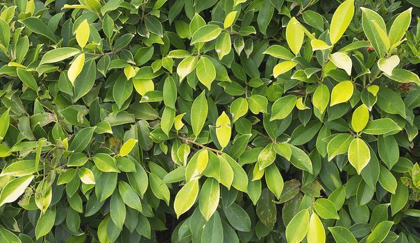 Green bush leaf background. Natural texture.