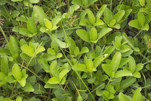 Green bush leaf background. Natural texture.