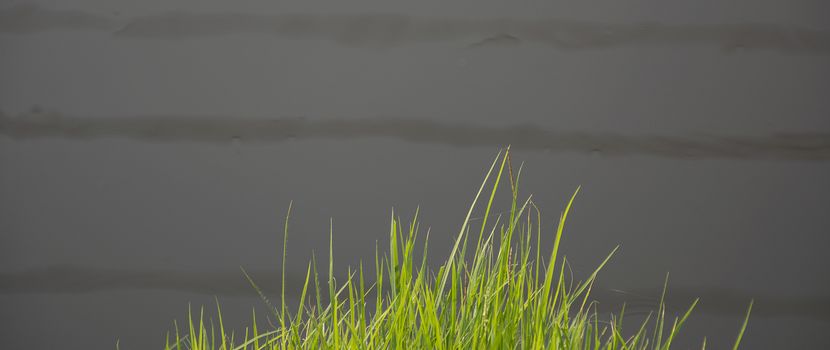 Reed foreground on marsh.