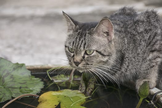 cute cat drinking water from pond.