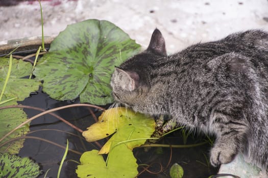 cute cat drinking water from pond.