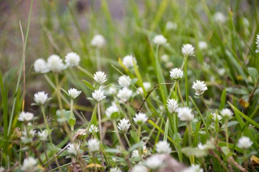 Group of white flower on grass.