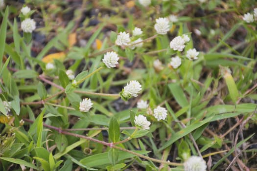 Group of white flower on grass.
