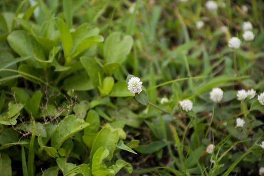 Group of white flower on grass.