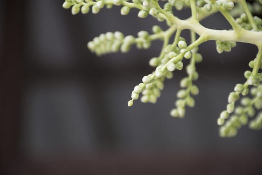 circle ball leaf on green plants.