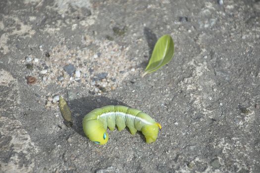 Green worm on concrete floor.