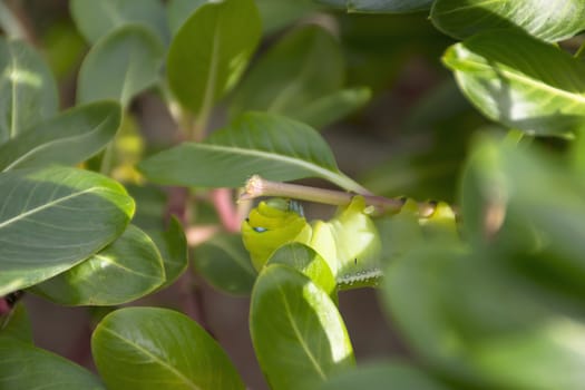 close up green worm on tree.