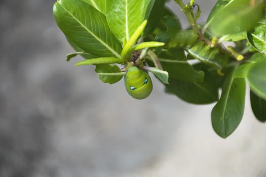 close up green worm on tree.