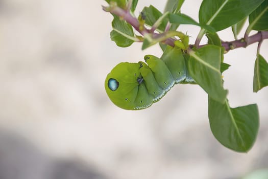 close up green worm on tree.