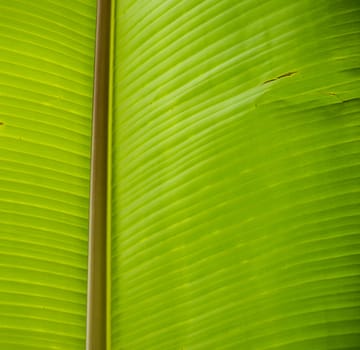 Close up green leaf texture/background.