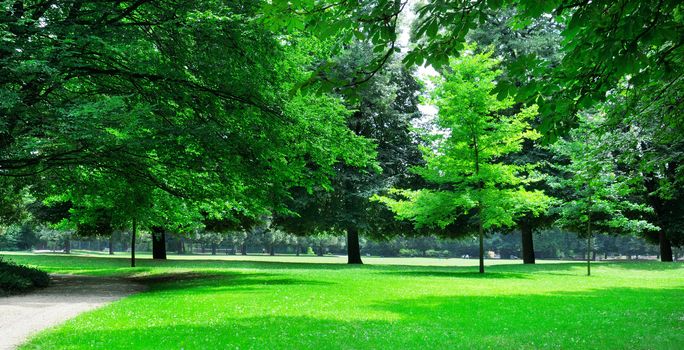 summer park with beautiful green lawns