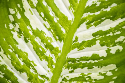 Close up green leaf texture/background.