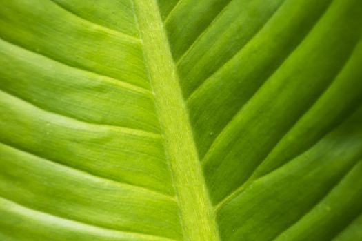 Close up green leaf texture/background.