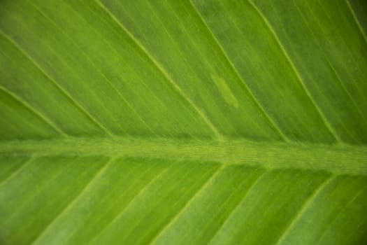 Close up green leaf texture/background.