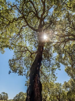 Forest of cork trees in a sunny day of summer