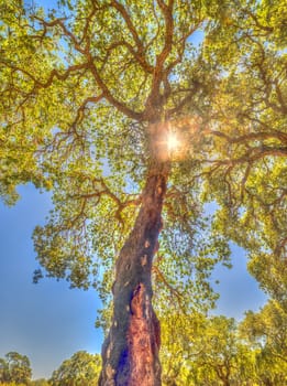 Forest of cork trees in a sunny day of summer