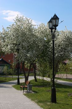 Blooming apple tree in the park sunny day