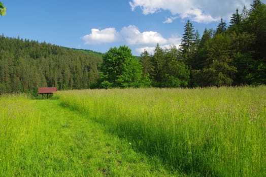 Summer landscape: green grass and path near forest.
