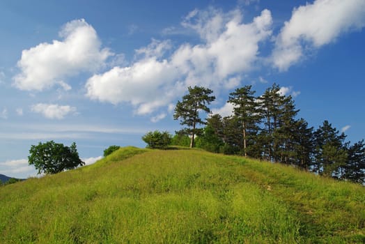 Pine tree on the hill and blue sky