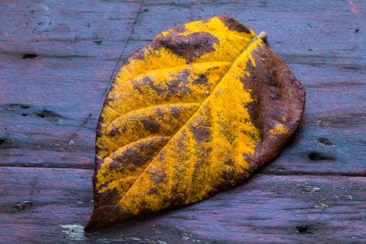 Dried leaves