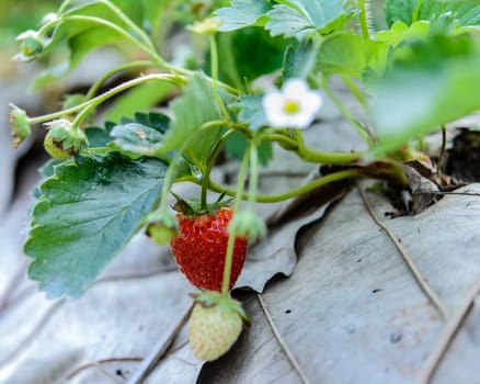 Closeup fresh strawberry on strawberry farm.Soft focus.