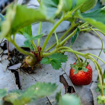 Closeup fresh strawberry on strawberry farm.Soft focus.