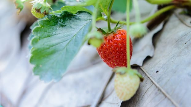 Closeup fresh strawberry on strawberry farm.Soft focus.