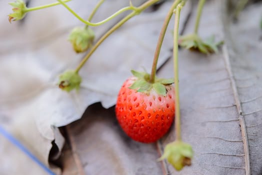 Closeup fresh strawberry on strawberry farm.Soft focus.