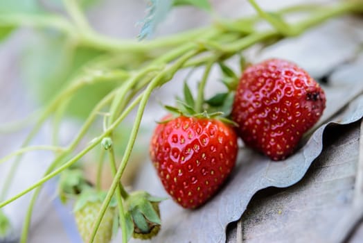 Closeup fresh strawberry on strawberry farm.Soft focus.