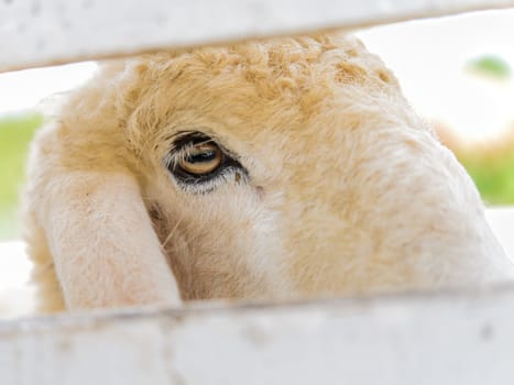 Closeup sheep in farm.Soft focus