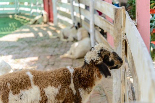 Closeup sheep in farm.Soft focus