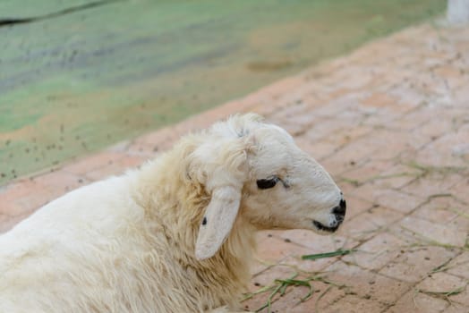 Closeup sheep in farm.Soft focus